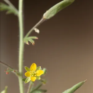 Tropidocarpum capparideum