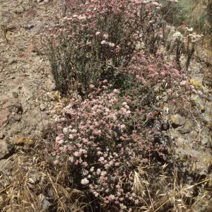 Eriogonum fasciculatum