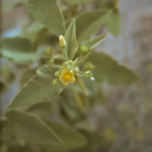 Horsfordia newberryi