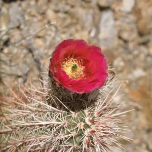 Echinocereus engelmannii
