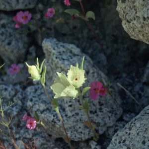 Anza Borrego Mohavea