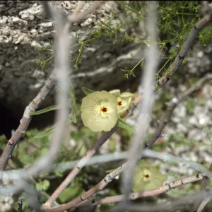Anza Borrego Mohavea