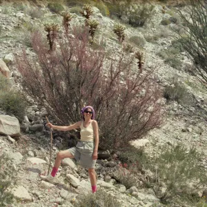 Anza-Borrego, Bursera