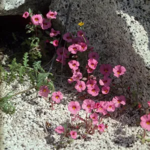 Mimulus