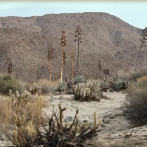 Anza-Borrego Desert State Park, Pinyon/Nolina Wash