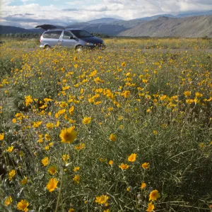 Geraea canescens, wildflowers