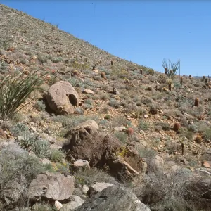 Cacti on slope