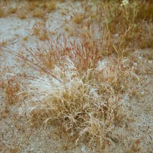 Aristida purpurea