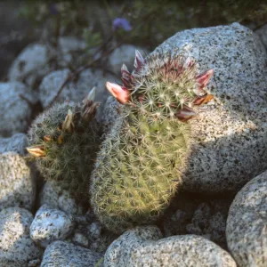 Mammillaria