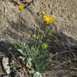 Enceliopsis covillei in bloom
