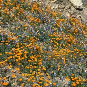 Eschscholzia californica and Lupinus nanus