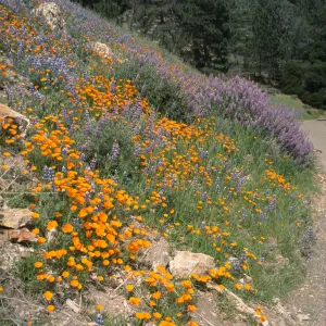 Poppies and lupines