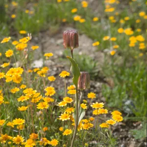 Fritillaria biflora in fruit