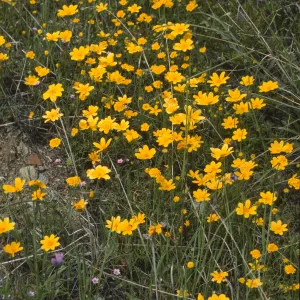 Coreopsis bigelovii