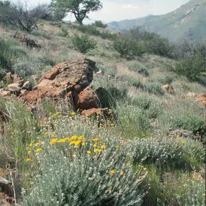 Eriophyllum confertiflorum