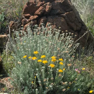Eriophyllum confertiflorum