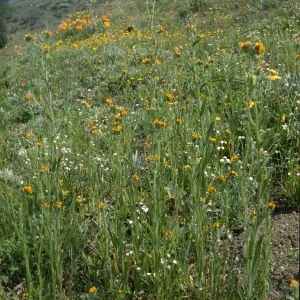 Amsinckia