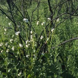 Phacelia viscida var. albiflora
