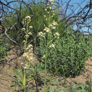 Zigadenus