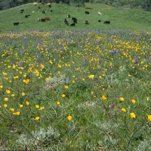 Lupinus succulentus & cattle