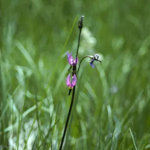 Dodecatheon jeffreyi