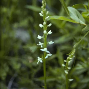 habeneria ?