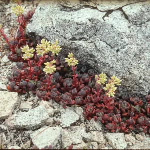 flowering Sedum