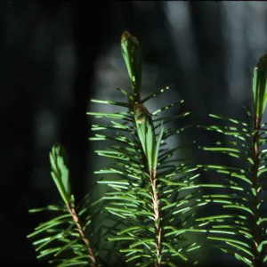 Needles & buds of Picea breweriana