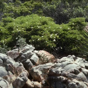 Metavolcanic Rock, Otay