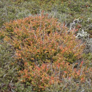 Vaccinium ovatum