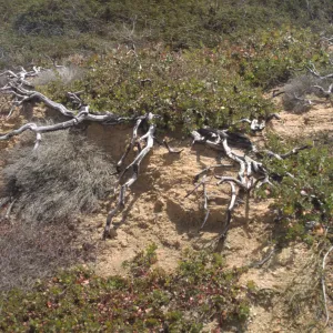 Arctostaphylos purissima ?