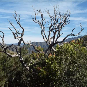 Arctostaphylos glauca skeleton