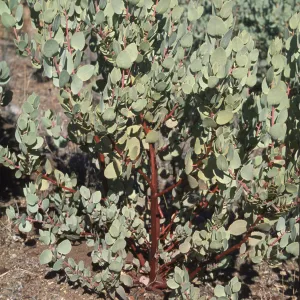 Young Arctostaphylos glauca