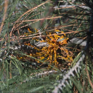 Mistletoe in Pinus sabiniana
