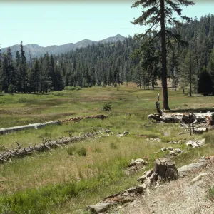 Deadfall Meadow