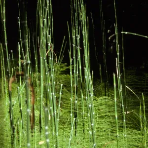 Equisetum