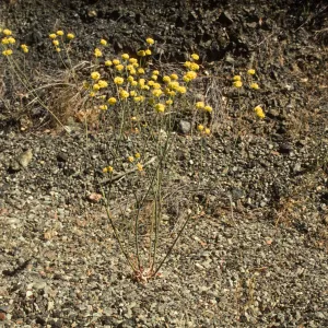 Eriogonum (wild buckwheat) , Hwy 33