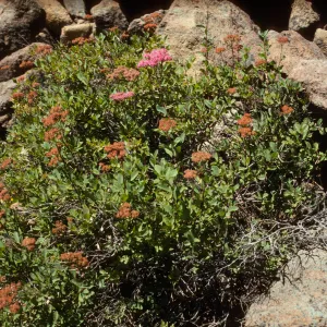 Spiraea
