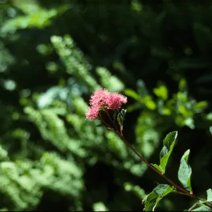 Spiraea