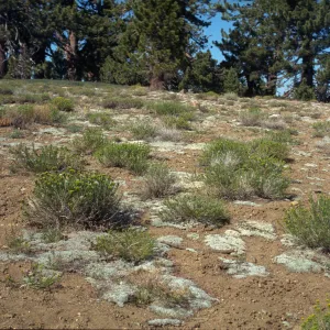 Eriogonum 'cow pies'