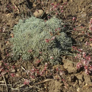 Eriogonum (wild buckwheat) 
