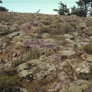 Eriogonum with rocks