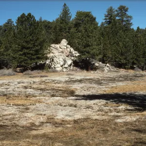 Iris meadow, dormant