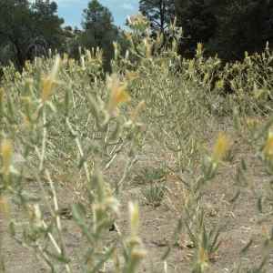 Mentzelia