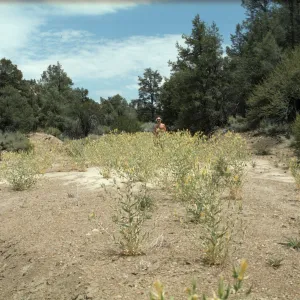 Mentzelia