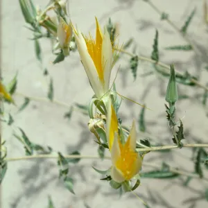 Mentzelia
