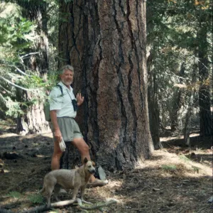 MRB and Ponderosa pine