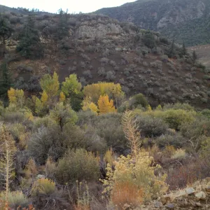 Riparian vegetation