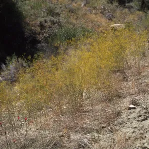 Eriogonum trichopes var. hooveri