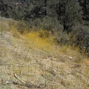 Eriogonum (wild buckwheat) 